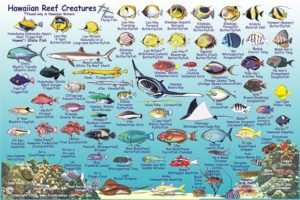 Hawaii's Tropical Fish A catalog of Hawaii's tropical fish