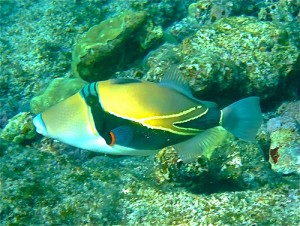 Humuhumunukunukuapua'a Fish